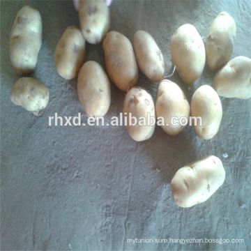 Chinese fresh russet potato fruit at good price